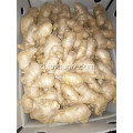 250g dan jahe kering udara